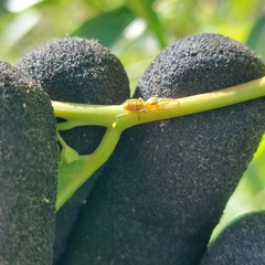 Cosmophasis bitaeniata