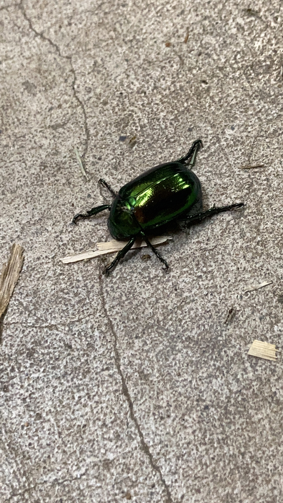 Japanese Fruit Beetle from 福井市 on June 10, 2022 at 0836 PM by mikami