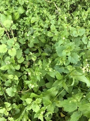 Stellaria media