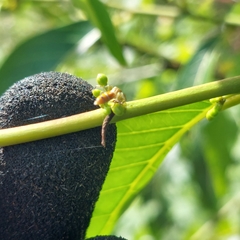 Cosmophasis bitaeniata