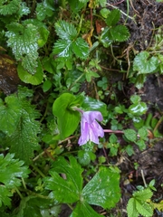 Roscoea