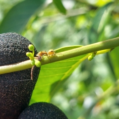 Cosmophasis bitaeniata