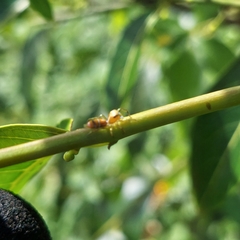 Cosmophasis bitaeniata