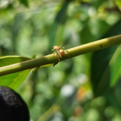 Cosmophasis bitaeniata