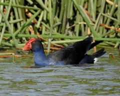 Porphyrio melanotus