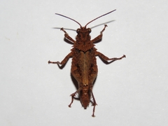 Orthoptera