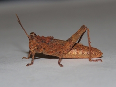 Orthoptera