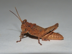 Orthoptera