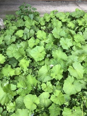 Tussilago farfara