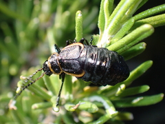 Arima marginata