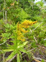 Solidago azorica