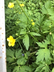 Ranunculus repens