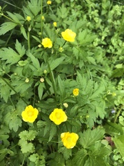 Ranunculus repens