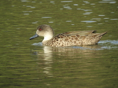 Anas gracilis
