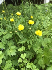 Ranunculus repens