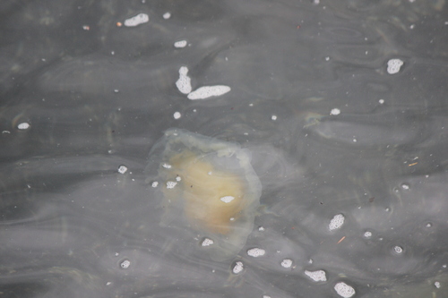 photo of Egg-yolk Jelly (Phacellophora camtschatica)