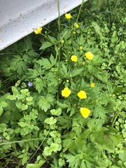Ranunculus repens