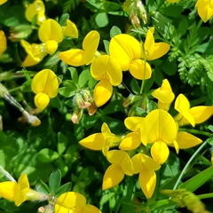 Lotus corniculatus