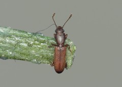 Silvanus unidentatus