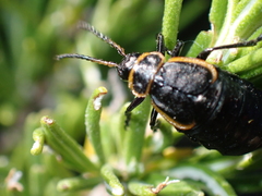 Arima marginata