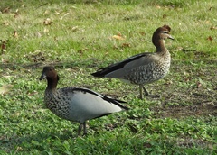 Chenonetta jubata