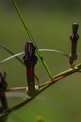 Ceropegia chimanimaniensis image