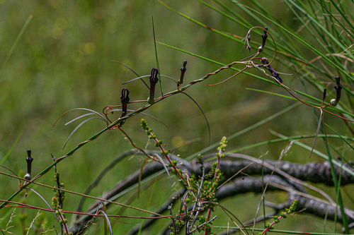 Ceropegia chimanimaniensis image