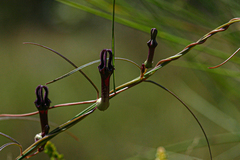 Ceropegia chimanimaniensis image