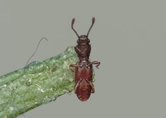Silvanus unidentatus