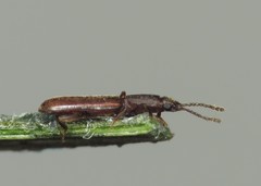 Silvanus unidentatus