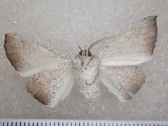 Oenochroma subustaria