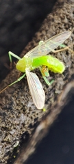 Chironomidae