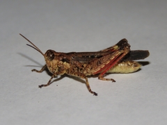 Acrididae