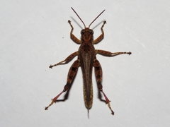 Acrididae