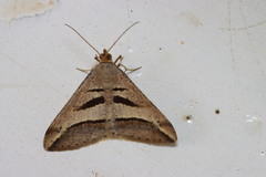 Chiasmia subcurvaria