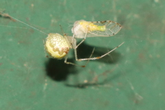 Simitidion simile