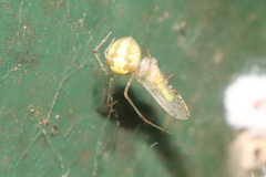 Simitidion simile