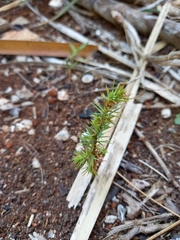 Juniperus bermudiana