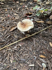 Lepiota