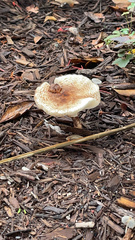Lepiota