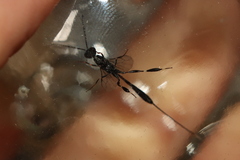 Gasteruption jaculator