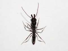 Odontomachus haematodus