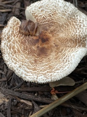Lepiota