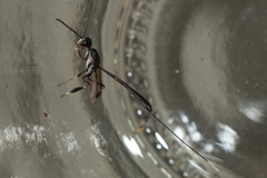 Gasteruption jaculator