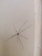 Rilaena triangularis