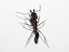 Odontomachus haematodus