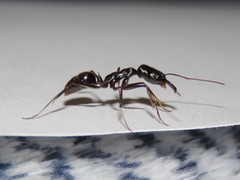 Odontomachus haematodus