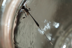 Gasteruption jaculator