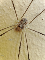 Rilaena triangularis