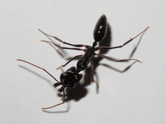 Odontomachus haematodus